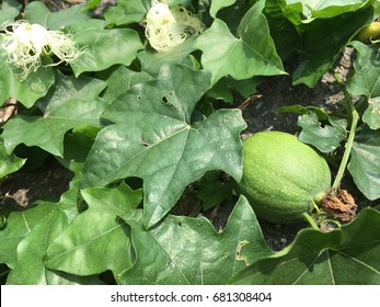 The green fruit of Trichosanthes in summer - Shutterstock ID 681308404