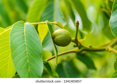 Green fruit of the walnut on the branch. Walnut tree. - Shutterstock ID 1341405857