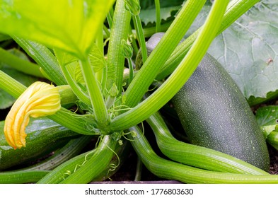 Grüne Frucht von Zucchini-Kürbis wächst auf Busch