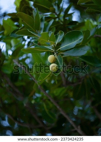Green fruits of Calophyllum inophyllum, known as Indian-laurel, Balltree, Beautyleaf, Satin touriga, Beach calophyllum, Touriga, Borneo-mahogany, Alexandrian-laurel or Laurelwood.