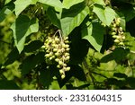 Green fruits of Paulownia tomentosa (common names princess-tree, foxglove-tree, empress tree or kiri) is a deciduous tree in the family Paulowniaceae.

