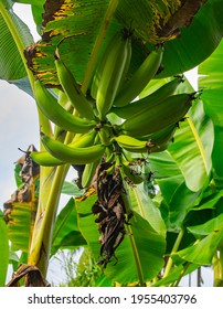 Green Fruits Of The Plantain Plant On A Farm In Chiriquí, Panama