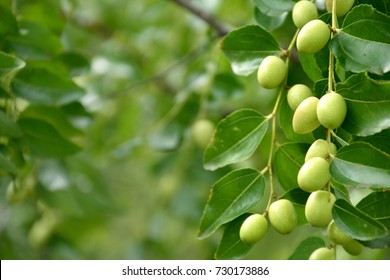 Indian Jujube Tree Hd Stock Images Shutterstock