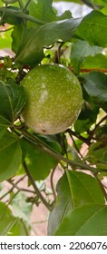 Green Fruits|the Juice Making Green Fruits.