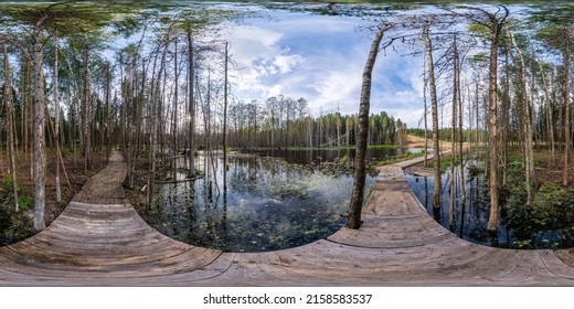 green, garden, environment, forest, beautiful, background, 360, typical, 360 degrees, forest 360, summer forest, deep forest, global illumination, blue, 360 panorama, park, 3d, environment map, projec