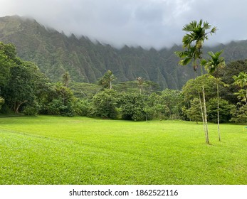 Green Garden In Kaneohe Hawaii