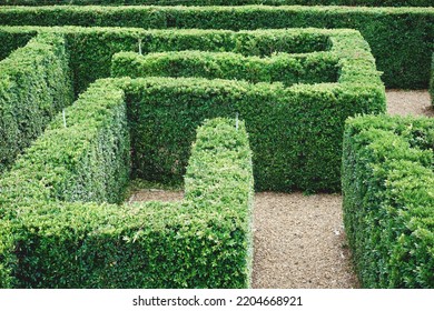 Green Garden Maze. Soft focus.