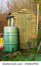 A Green Garden Shed With A Water Barrel In The Winter Sun