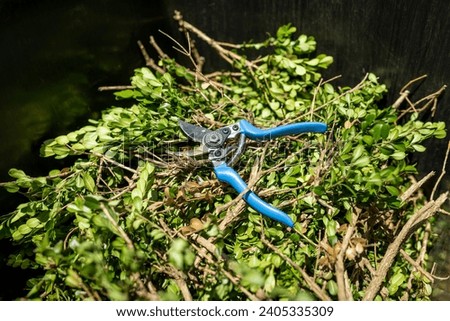 Green garden waste and blue pruner in bin. Spring garden cleaning concept.