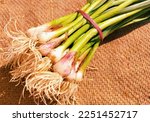 Green garlic bunch sprouted garlic immature bulb and leaves spice vegetable food  ingredient green allium sativum bulbous plant used as flavoring hara lahasun ail vert ajo alho Photo 