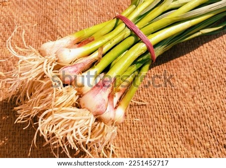 Green garlic bunch sprouted garlic immature bulb and leaves spice vegetable food  ingredient green allium sativum bulbous plant used as flavoring hara lahasun ail vert ajo alho Photo 