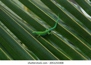 Green Gecco On Palm Leaf