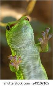 Green Gecko