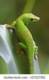 Green Gecko On The Leaf