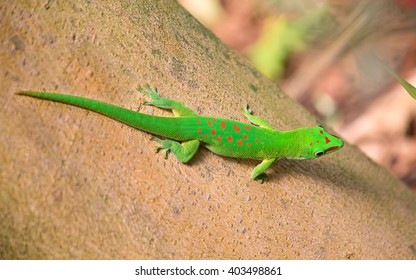 Green Gecko On The Tree