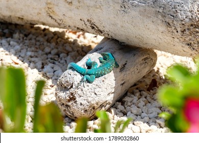 Green gecko sitting atop a log in desert in Aruba with flowers in foreground