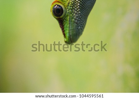 Similar – Image, Stock Photo anthurium Anthurium