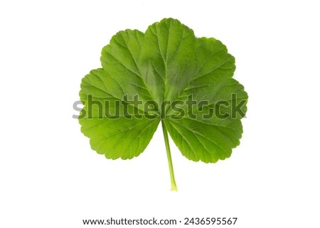 Green geranium leaf isolated on white background