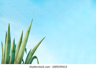 Giant Aloe Vera Images Stock Photos Vectors Shutterstock