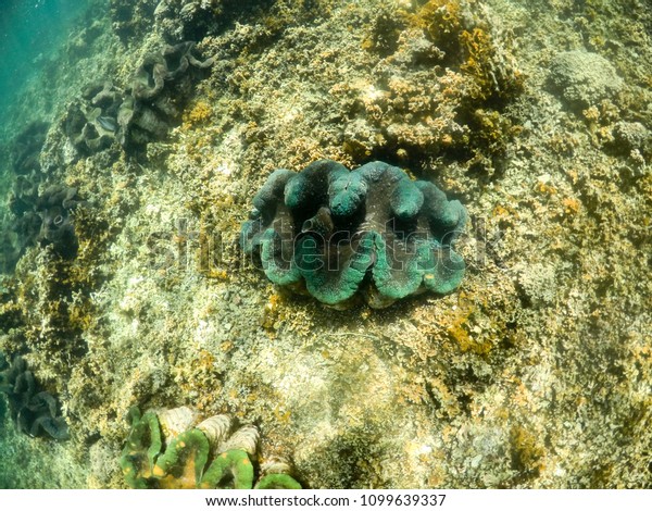 giant clam sanctuary