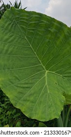 Green Giant Elephant Ear Plant