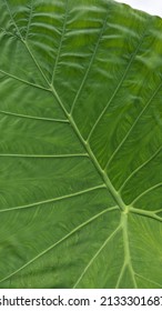 Green Giant Elephant Ear Plant