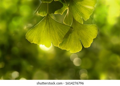 Green Ginko Biloba Leaves In A Sunlight.