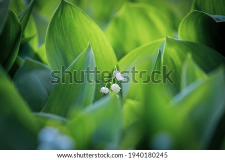 The green glade of lily of the valley flowers in the spring forest. White may-lily flower on clearing in the woods among the green leaves.