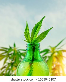 Green glass bottle with Cannabis CBD infused Water lemonade against Cannabis plant
