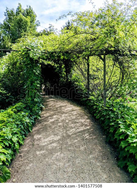 Green Goddess Canopy Rose Garden Abq Stock Photo Edit Now 1401577508