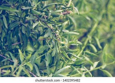 Green Goji Bush. Goji Leaves On Branch