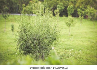 Green Goji Bush. Goji Leaves On Branch