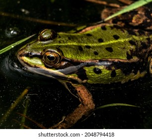 A Green, Gold And Black Colored Frog