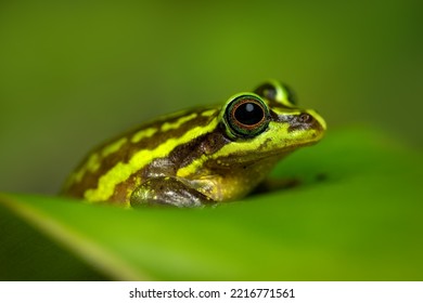 The green and golden bell frog (Ranoidea aurea), also named the green bell frog, green and golden swamp frog, is a ground-dwelling tree amphibian native to eastern Australia. - Powered by Shutterstock