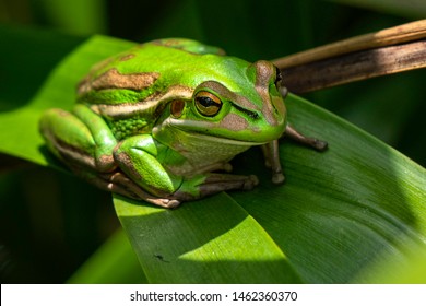 A Green And Golden Bell Frog Sunbathes  On A Flax Leaf In NZ.