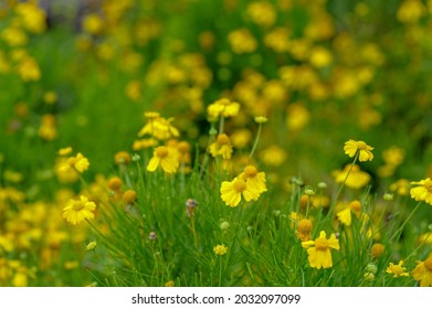 Green And Golden Fields Of Wildflowers. Soft Small Petal Growth In Green Muted Background. Wildflowers Commonly Used To Spice Up The Outdoor Garden Environment.  Serves As Healthy Host To Animal Life.