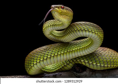 Змея гадюка из зеленой золотистой кожи 2001027 - Коллекция фотографий экзотических рептилий