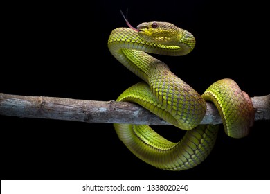 Green Goldy Skin Viper Snake - Reptile Series
