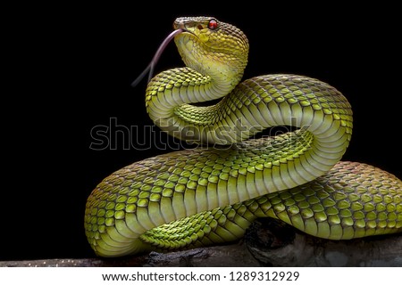 Green Goldy Skin Viper Snake 2001027 - Exotic Reptile Animal Photo Collection