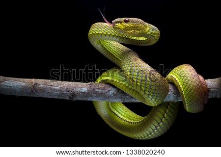 Green Goldy Skin Viper Snake - Reptile Series 