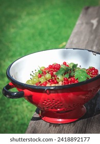 Green gooseberries, red and white currants in a red colander on a rustic bench in a garden