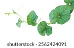  green gourd plant vine isolated, a green plant with leaves on it, a gourd plant with green leaves on a transparent background,  green leaves,  ivy leaves isolated