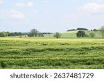green grain gield lying down after a thunderstorm
