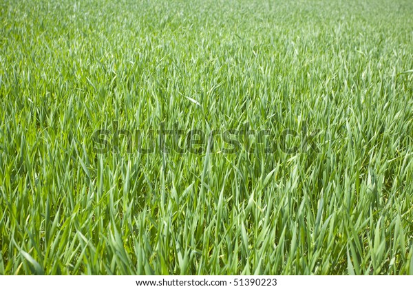 Green\
grain not ready for harvest growing in a farm\
field