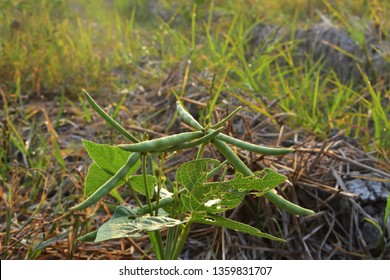 Green Gram Plant Royalty Free Stock Images