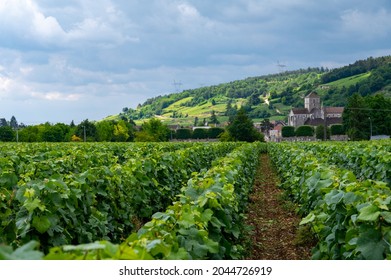 Green Grand Cru And Premier Cru Vineyards With Rows Of Pinot Noir Grapes Plants In Cote De Nuits, Making Of Famous Red And White Burgundy Wine In Burgundy Region Of Eastern France.