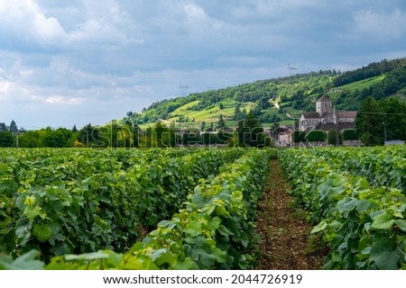 Green grand cru and premier cru vineyards with rows of pinot noir grapes plants in Cote de nuits, making of famous red and white Burgundy wine in Burgundy region of eastern France.