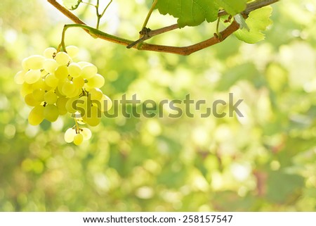 Green grape bunch on 