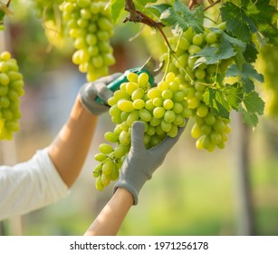 Green grape farm. Small family business. Happy smiling cheerful vineyard female wearing overalls and a farm dress straw hat,  selecting out the get size grapes ready for sale or for making wine. - Shutterstock ID 1971256178