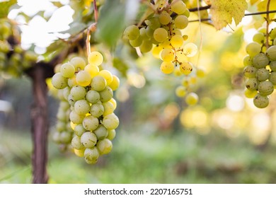 Green Grape Growing On The Grape Vines. Close Up Of Ripe Grapes Hanging On Branch. Hanging Grapes. Grape Farming. Wine Making Concept.